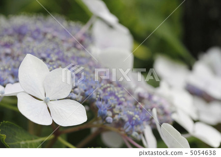 Hydrangea hydrangea hydrangea 5054638