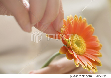 手與非洲菊 5054946