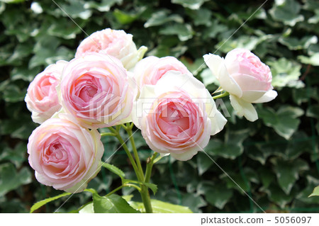 Rose Pierre de Ronsar 5056097