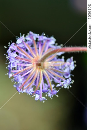 Blue flower lace flower 5056108