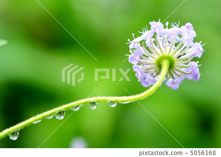 Blue flower lace flower 5056168