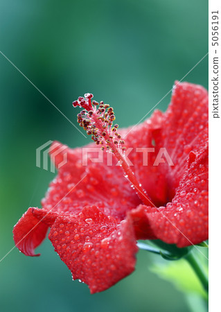 Hibiscus Hibiscus 5056191