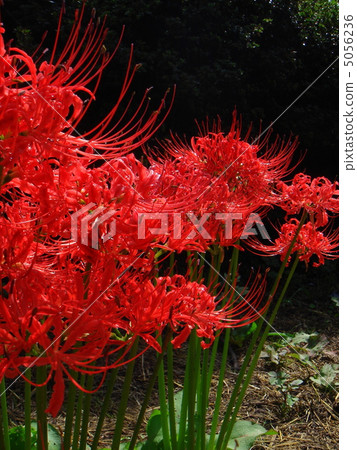 Higanbana（叢生孤挺花）：Mamaru Samba 5056236