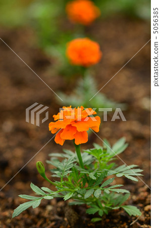 flower bed  5056385