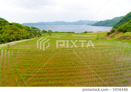 Rice terraced Ikeda lake of Kagoshima Ibusuki Shinyoshi 5056486