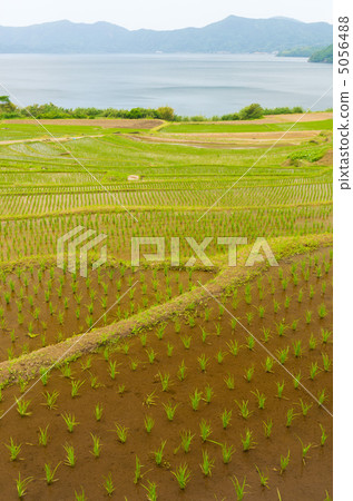 鹿兒島指宿Shinkyokichi的水稻梯田 鹿兒島指宿Shinkyokichi的水稻梯田 5056488