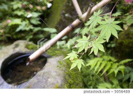 楓葉和射擊 楓葉和射擊 5056489