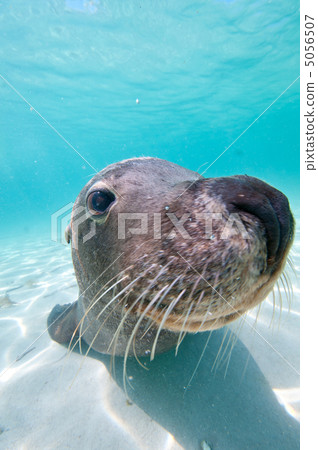 Face of sea lion 5056507