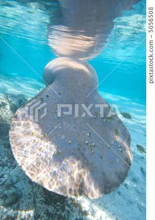 Manatee's tail 5056508