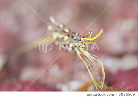 Mikaduki common shrimp 5056509