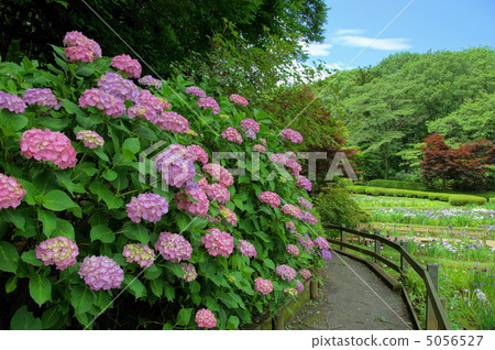 六月繡球花和繡球花81 Yakushoike公園 六月繡球花和繡球花81 Yakushoike公園 5056527