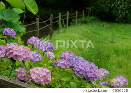 六月繡球花和繡球花80 六月繡球花和繡球花80 5056528