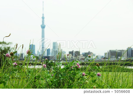 June Murasaki Mixa·Legume 32 5056608