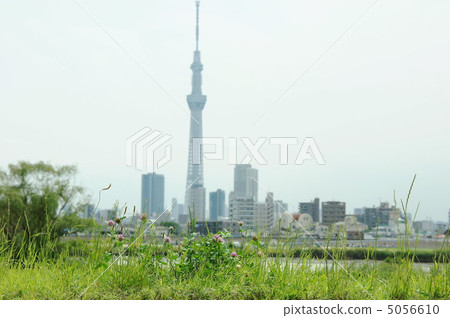 June Murasaki Mixa·Legume 30 5056610