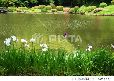 June Hanashaubu Iridaceae 197 June Hanashaubu Iridaceae 197 5056632