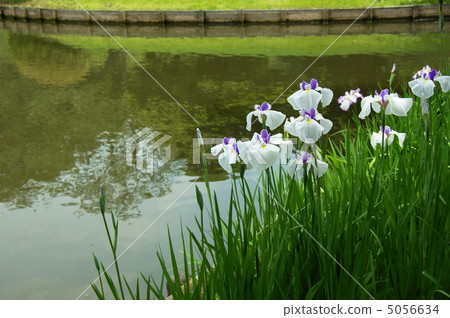 June Hanashaub and Iridaceae 195 5056634