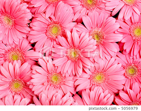 Background of  flower. 5056979
