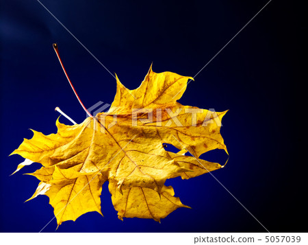 Orange autumn leaves. 5057039