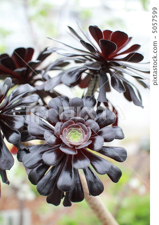 Kuroboshi succulent plants blooming in the greenhouse 5057599