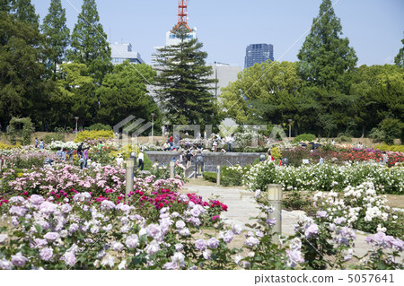 tougo公園玫瑰園 5057641