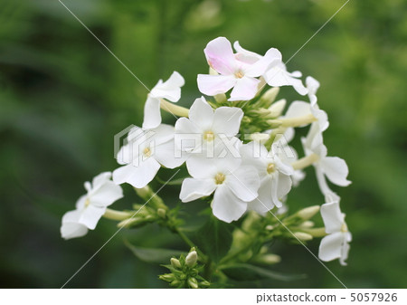 白草泥煤竹桃 5057926