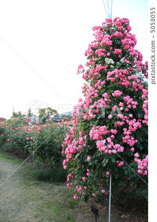 安吉拉的樹 安吉拉的樹 5058055