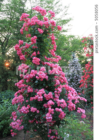 安吉拉的樹 安吉拉的樹 5058056