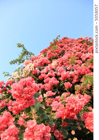 我仰望安吉拉塔 我仰望安吉拉塔 5058057