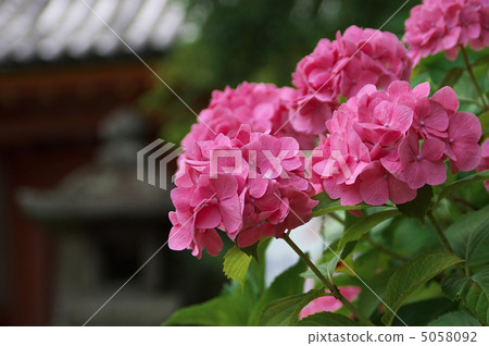 Hydrangea 3 of Yada Temple 3 Hydrangea 3 of Yada Temple 3 5058092
