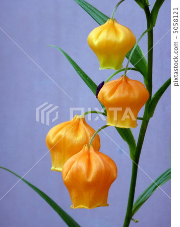 Thunder sonia Thunder sonia 5058121