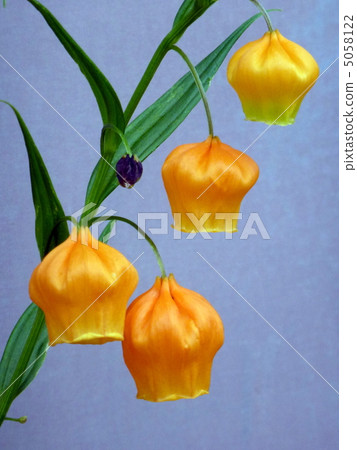 Thunder sonia 5058122