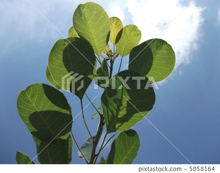 Let's see through the leaf vein with sunlight 5058164