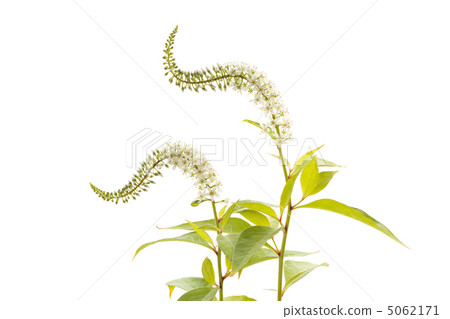 Toranoo Toranoo 5062171