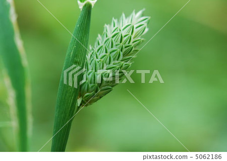 Canary Yasushi 5062186