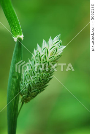 Canary Yasushi Canary Yasushi 5062188