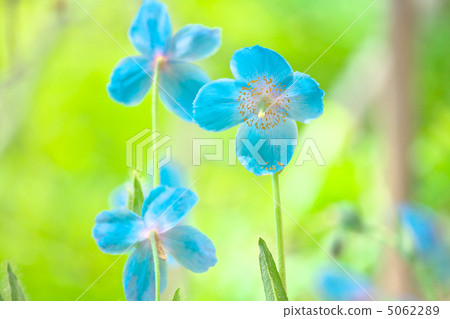 喜馬拉雅的罌粟 - 日光島根yano水生植物園 5062289