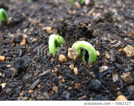 Germination Germination 5062327