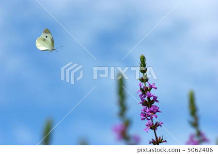 Flight of Monstira Chow Flight of Monstira Chow 5062406