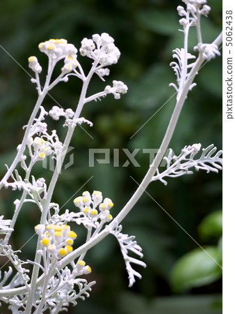 Shirota aegi 5062438