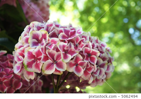 Hydrangea Sensation 5062494