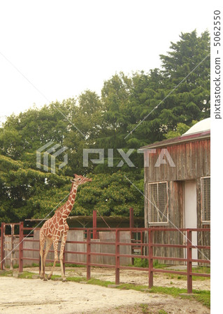 麒麟 麒麟 5062550