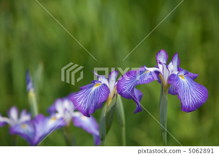 鳶尾花 鳶尾花 5062891