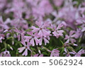 Moss phlox  5062924