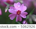 Moss phlox  5062926