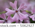 Moss phlox  5062927