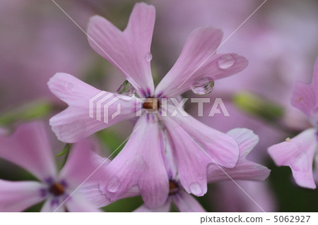 Moss phlox  5062927