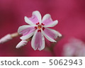 Moss phlox  5062943