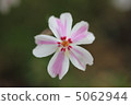 Moss phlox  5062944