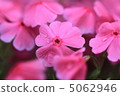 Moss phlox  5062946