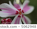 Moss phlox  5062948